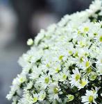 Hình đại diện của thành viên