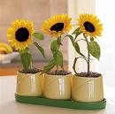 Hình đại diện của thành viên