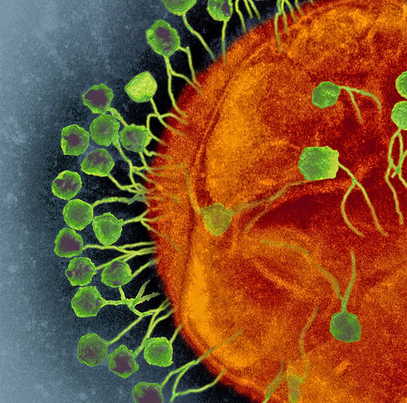 doi song xa hoi cua virus a2