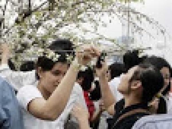 Nỗi buồn tại lễ hội hoa anh đào: Khi văn hóa làng xã vào đô thị