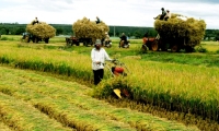 Cao Thị Sính. Sự biến đổi lối sống tiểu nông ở Việt Nam trong thời kỳ CNH-HĐH và hội nhập quốc tế