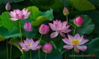 Hoàng Thị Hương. Một số vấn đề lý luận về bản sắc văn hóa dân tộc