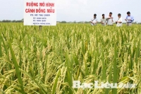 Nguyễn Đức Truyền. Mô hình văn hóa của các nhóm nông dân Bắc Bộ và sự tiếp cận kinh tế thị trường