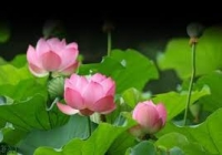 Đặng Thai Mai và Nguyễn Hữu Đang. Định nghĩa hai chữ VĂN HÓA